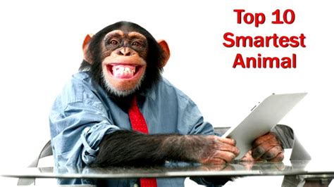 বিশ্বের সবথেকে বুদ্ধিমান ১০টি প্রাণী Top 10 Most Intelligent Animals