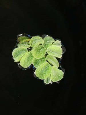 Floating Pond Plants - Hydrosphere - The Koi Pond Experts