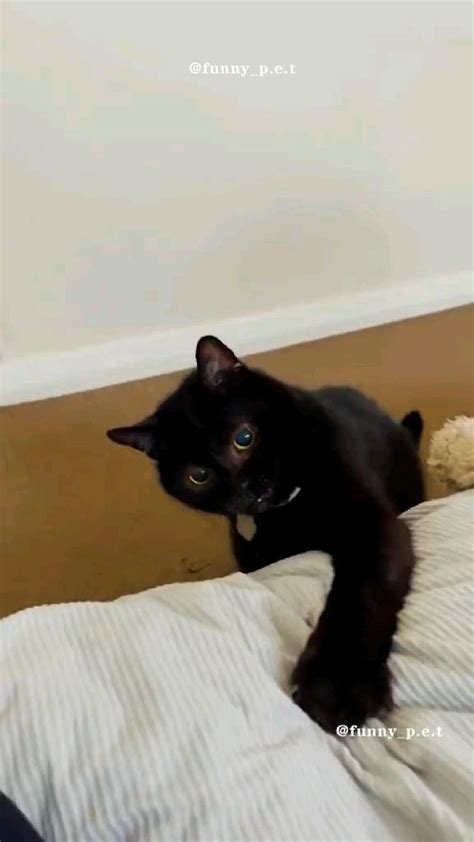 Котики, такие котики)) 🐱 🐈 | Funny animal videos, Funny cute cats ...