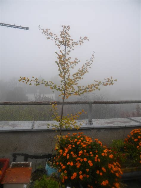 Ginko Biloba 1 77101153