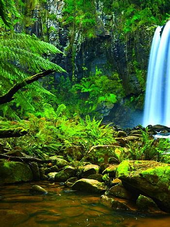 Amazon Rainforest Wallpaper D