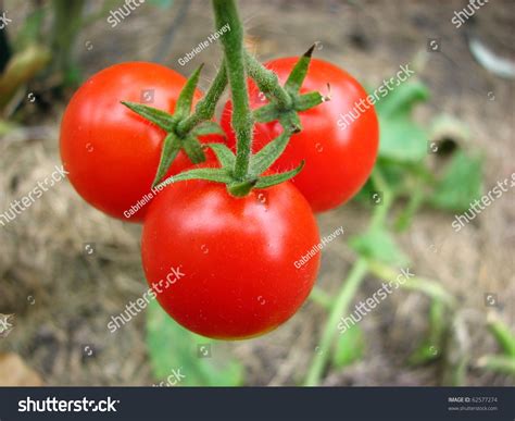 Cherry Tomatoes On The Vine Stock Photo Shutterstock