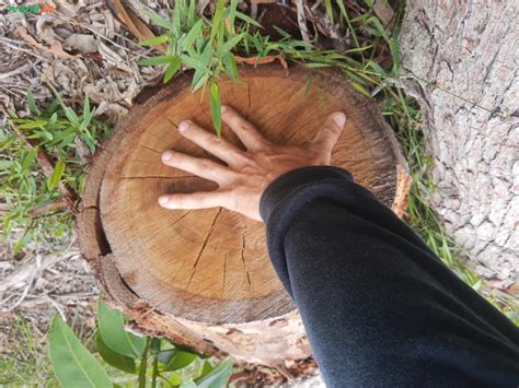 Eucalipto Urophylla Em Bom Jardim De Minas Mg Venda Compre