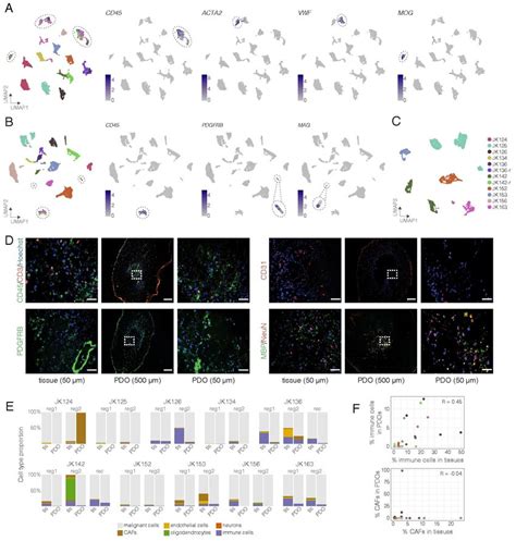 Pdos Retain Non Malignant Cells A C Umap Visualization Of All Tissue Download Scientific