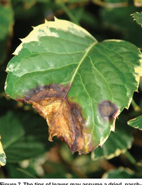 Figure From Bacterial Leaf Blight Of Panax Polyscias Guilfoylei