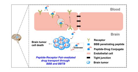 Bloodbrain Barrier And Bloodbrain Tumor Barrier Penetrating Peptide