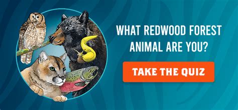 Which Redwood Forest Animal Are You? | Save the Redwoods League