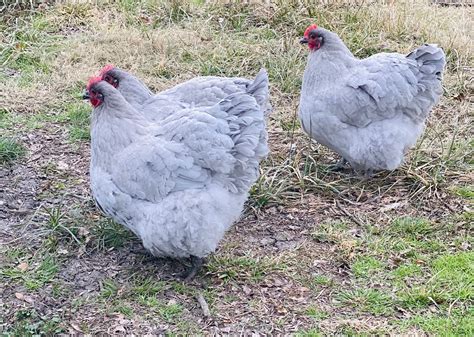 Lavender English Orpington Hatching Eggs – Mockingbird Homestead