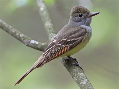 Great Crested Flycatcher Flying