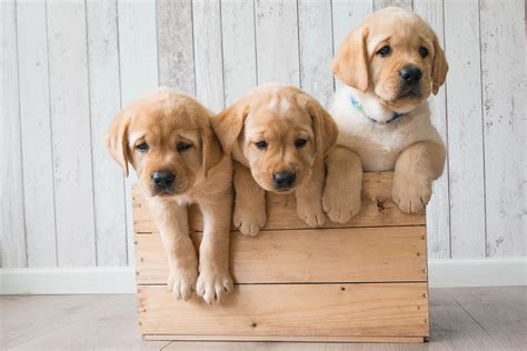 Golden Retriever Puppy Wallpapers Wallpaper Cave