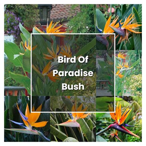 How To Grow Bird Of Paradise Bush Plant Care And Tips Norwichgardener