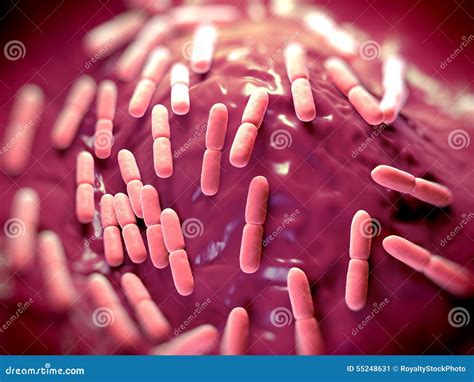 Lactobacillus Bulgaricus Colony Morphology