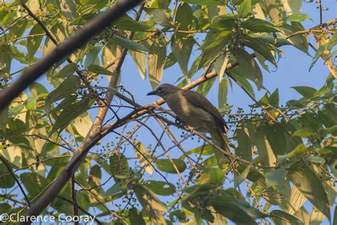 Dsc4724white Browed Bulbul White Browed Bulbul Pycnonot Flickr