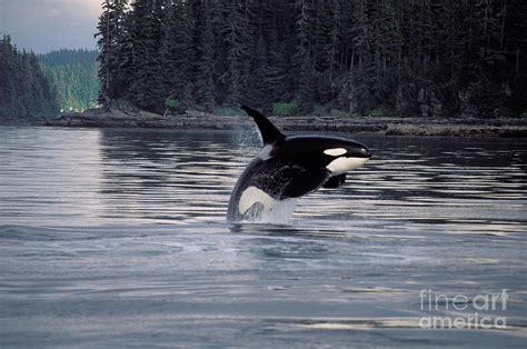 Killer Whale Orcinus Orca Breaching Photograph By Ron Sanford