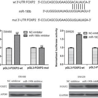 FOXP2 Is A Direct Target Of MiR 190b A A Conserved Binding Site