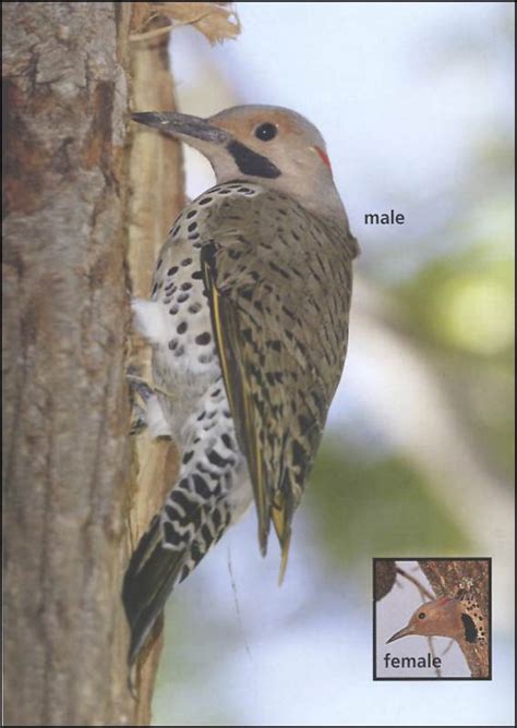 Birds of Ohio Field Guide 3rd Edition | Adventure Publications | 9781591939610