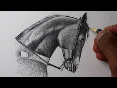 Aprender Sobre 73 Imagem Desenhos De Cavalos Para Desenhar Br