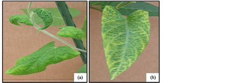 Sweet Potato Leaf Curl Virus Coat Protein Gene Expression In Escherichia Coli And Product