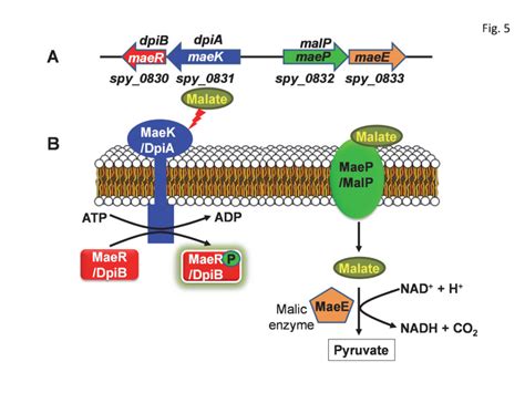 Figure 5 The Malic Enzyme ME Pathway Streptococcus Pyogenes