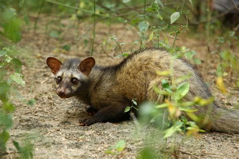 India's Enigmatic: Discover the 10 Most Elusive Wild Animals