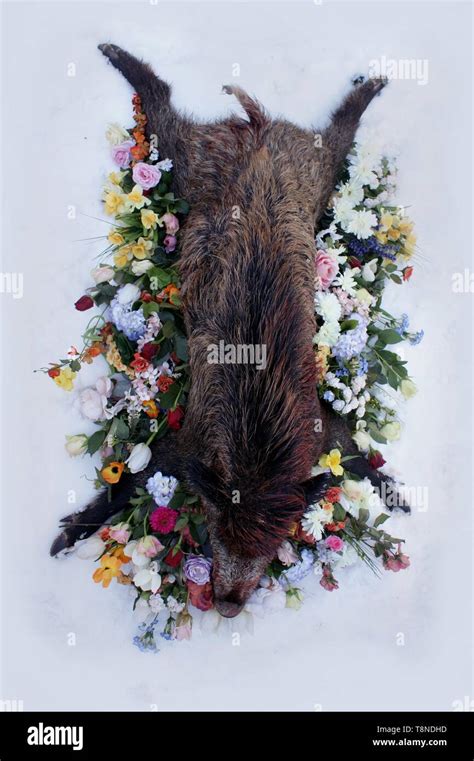 Shot Wild Boar Stock Photo Alamy