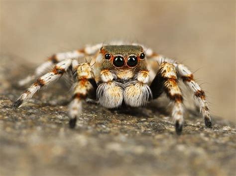 Muitas Aranhas Aparecendo Significado Espiritual Revelado Mundo Da