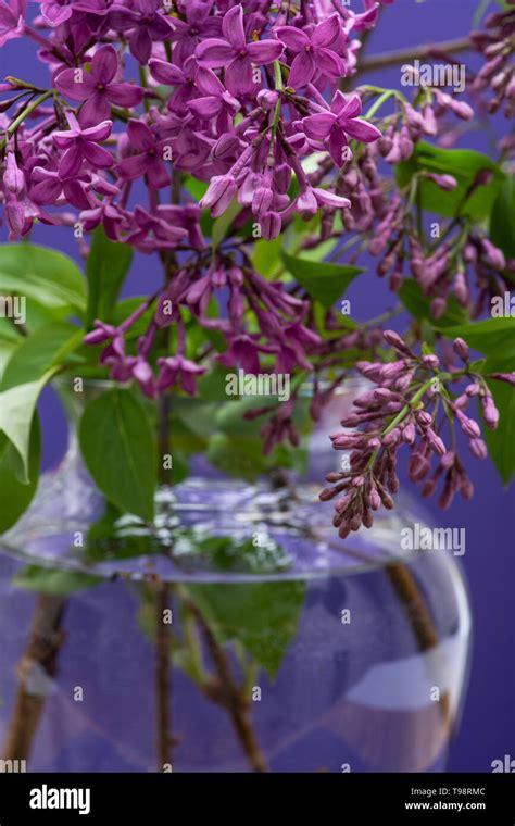 Fresh Cut Purple Lilac Flowers In Clear Glass Vase On Purple Background