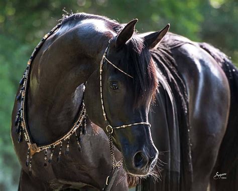 Black Arabian Horse Wallpaper