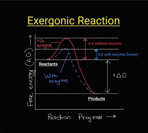 [solved] Q1 Illustrate An Exergonic Reaction Graph On Your Graph Course Hero