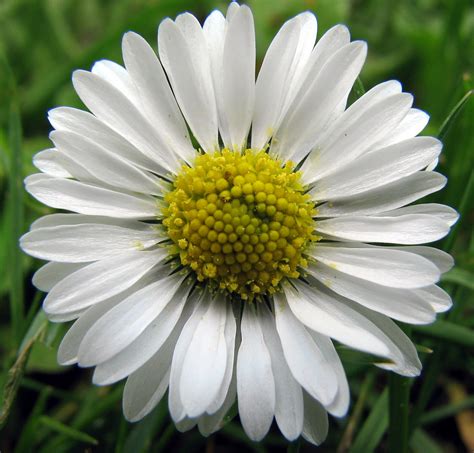 File:Bellis perennis, Daisy, Madeliefje.jpg - Wikimedia Commons