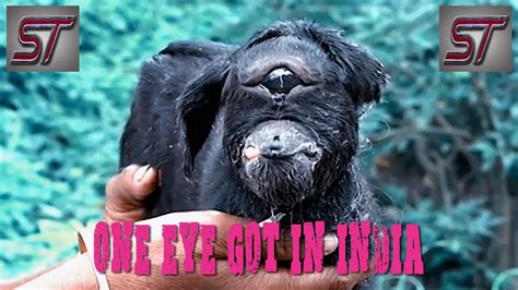 Cyclops Goat Born In India Strange Television Youtube