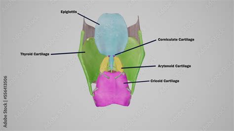 Anatomical Illustration Of Cartilages Of Larynx Labeled 3d Rendering Stock Illustration Adobe