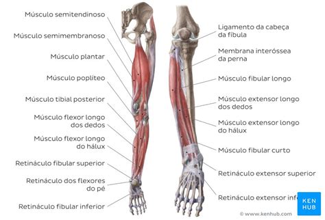 Musculos Da Perna Anatomia Corpo Humano Anatomia Do Corpo Humano My