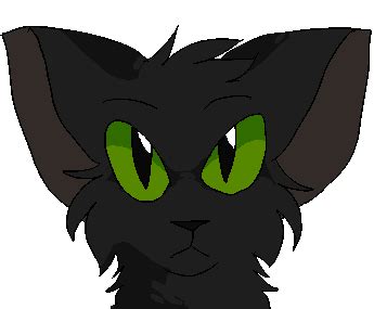 hollyleaf n sol