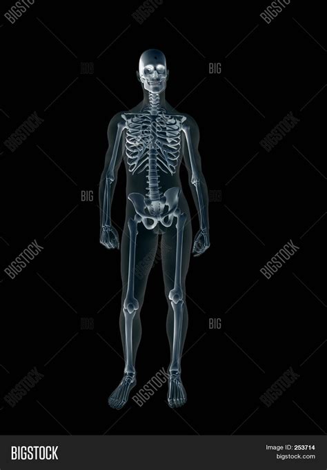 Xray X Ray Human Male Image And Photo Free Trial Bigstock