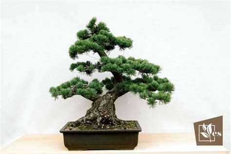 14 Awesome Japanese House Plants: Indoor Gardening Tips - Evergreen Seeds