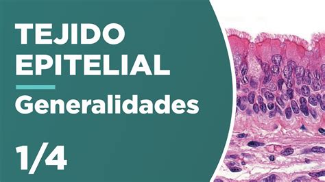 Tejido Epitelial 14 Generalidades 🔬 Youtube