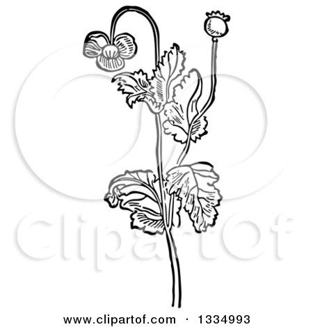 Clipart Of A Black And White Woodcut Herbal Medicinal Opium Poppy Plant