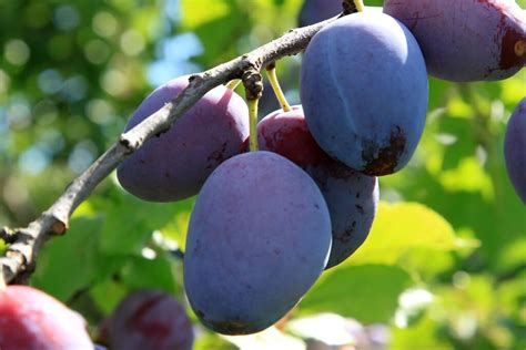 Prune Trees - Louie's Nursery & Garden Center - Riverside CA