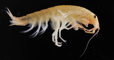 The Demon Shrimp Is Here Alar Ecology