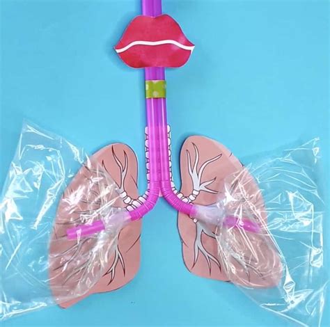 Lungs Working Model Explanation