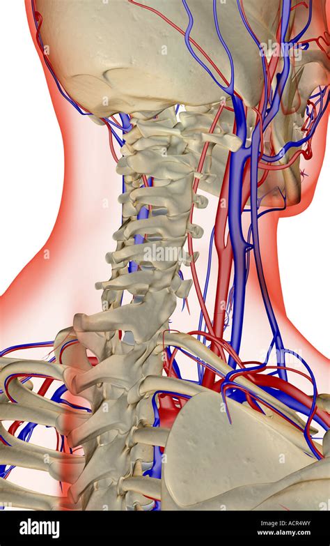 La Veine Jugulaire Interne Banque De Photographies Et Dimages Haute