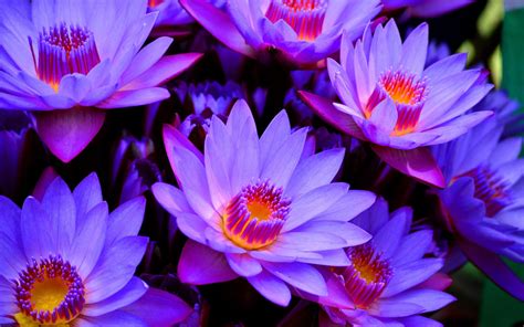 Purple Blue Flower Wallpapers - Wallpaper Cave
