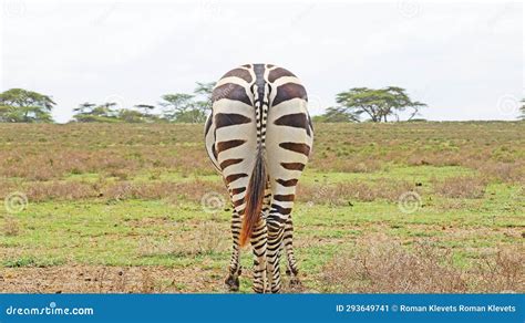 A Zebra In The Middle Of The African Savannah Stock Image Image Of White Prairie 293649741