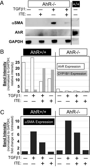 The Aryl Hydrocarbon Receptor Ligand Ite Inhibits Tgf Induced Human