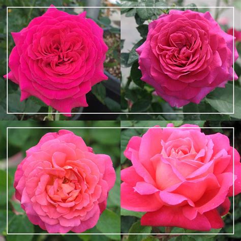 50th Anniversary Fragrant Roses Collection – Heirloom Roses