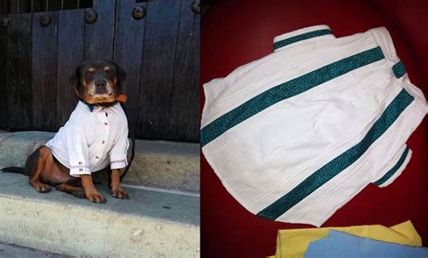 Estrenar Guayabera Mazap N El Perrito Ser Resguardado En Guelaguetza