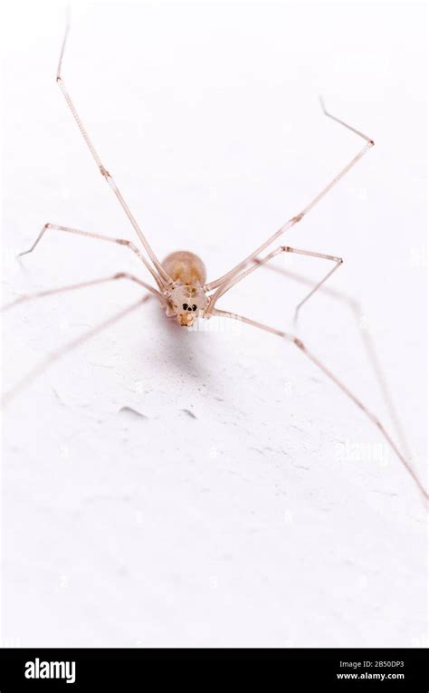 Pholcidae Pholcus Phalangioides Macro De Ara A De Bodega Ara A De