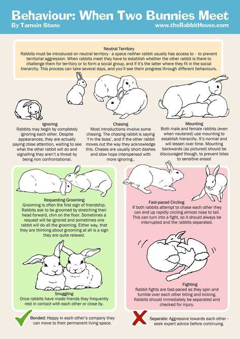 Mini Rex Color Chart