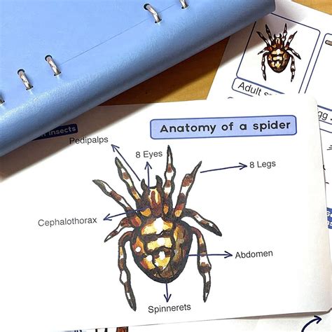 Spider Life Cycle Diagram Educational Spider Anatomy Etsy Uk